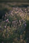 Beautiful Deep Purple Lavender Plants In Nature Stock Photo