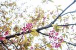 Sakura Of Branches At Sunlight Stock Photo