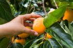 Hand Holding Ripe Persimmon Stock Photo