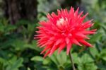 Beautiful Red Dahlia Stock Photo