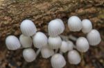 Mushrooms Growing On A Live Tree In The Forest Stock Photo