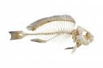 Fish Bone Stock Photo