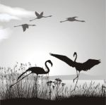 Flamingos On A Lake Stock Photo