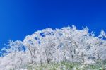 Beautiful Winter Landscape, Trees Covered With White Snow And Blue Sky Stock Photo