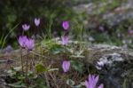 The Cyclamen Blooming In Israel	 Stock Photo