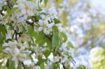 The Blooming Of Apple Trees Stock Photo