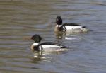 Two Red-breasted Mergansers Are Swimming Stock Photo