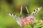 Two Reunited Butterflies On A Flower Stock Photo