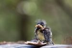 Blue Tit (cyanistes Caeruleus) Fledgling Stock Photo