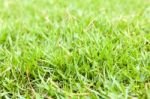 Green Grass Close Up Background Stock Photo