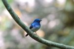 Male Hainan Blue Flycatcher Stock Photo