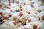 Sick Chicken Or Sad Chicken In Farm,epidemic, Bird Flu, Health Problems Stock Photo