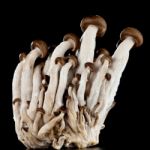 Mushrooms On A Black Background Stock Photo