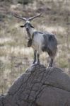 Billy Goat On A Rock Stock Photo