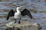 Pied Cormorant (phalacrocorax Varius) Stock Photo