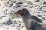 Sea Lion In Galapagos Islands Stock Photo