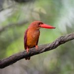 Male Ruddy Kingfisher Stock Photo