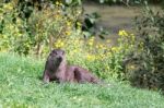 Eurasian Otter (lutra Lutra) Stock Photo