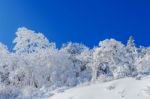 Deogyusan Mountains Is Covered By Snow In Winter,south Korea Stock Photo