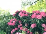 Rhododendron-flowers In The Park Stock Photo