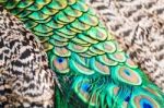 Male Green Peacock Feathers Stock Photo