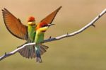 Chestnut-headed Bee Eater (merops Leschenaulti) Stock Photo