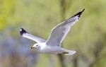 Isolated Picture With A Gull Flying In The Sky Stock Photo