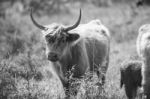 Country Cows Stock Photo