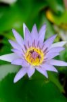 Violet Lotus Flower Stock Photo