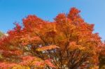 Maple Tree In Autumn In Korea Stock Photo