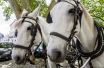 Double Horse Carriage Parked Stock Photo