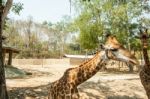 The Giraffe In The Zoo Stock Photo