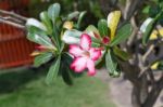 Pink Flowers Stock Photo