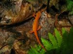 Red Spotted Newt Stock Photo