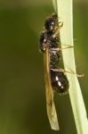 Harvester Ant (messor Barbarus) Stock Photo