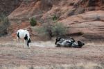 Wild Horses Canyon De Chelly Stock Photo