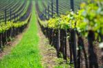 Vineyard Landscape Stock Photo