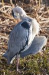 The Grey Heron Stock Photo