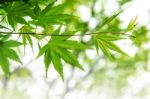 Fresh Green Maple Leaves With Soft Focus Stock Photo