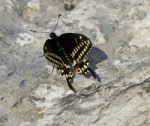 Beautiful Close Picture Of A Butterfly On The Rock Stock Photo