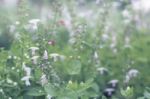 Close Up Flowers Background Stock Photo