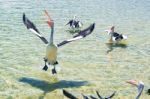 Pelicans Feeding In The Water Stock Photo