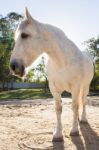 Horse In The Paddock Stock Photo