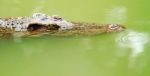 Crocodile Is Staring At You Stock Photo