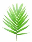 Green Palm Leaf Isolated On White Background Stock Photo