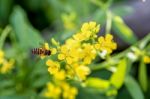 Bee On Yellow Flowers Stock Photo