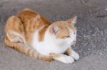 Cat Playing Outside Stock Photo