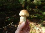 Collection And Preparation Of Autumn Edible Mushrooms  Stock Photo