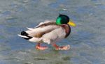 Beautiful Image Of A Mallard Walking On Ice Stock Photo