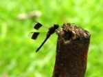 Brown Dragonfly Stock Photo